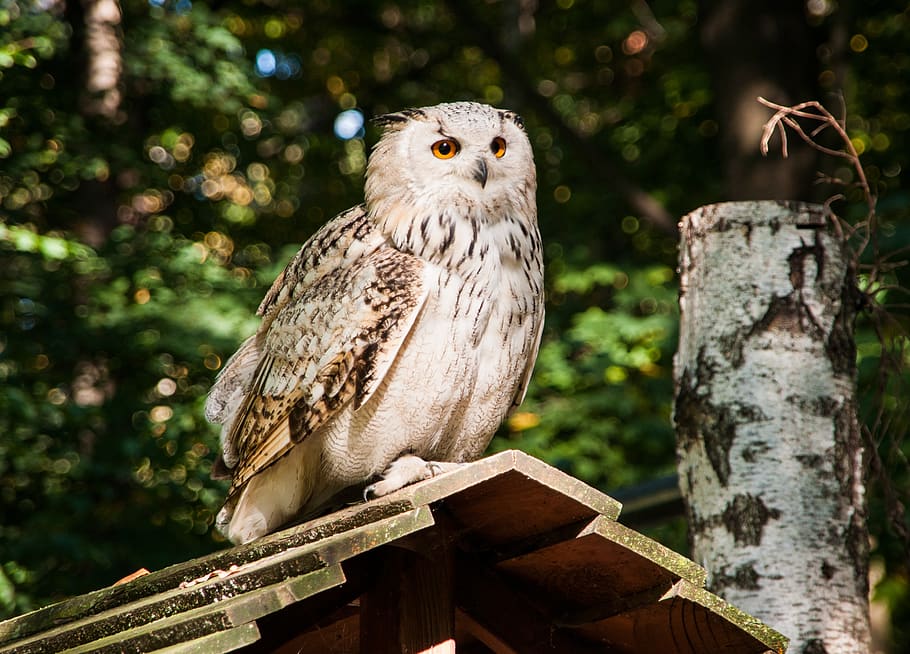 owl, eagle owl, snowy owl, bird, nature, feather, forest, plumage