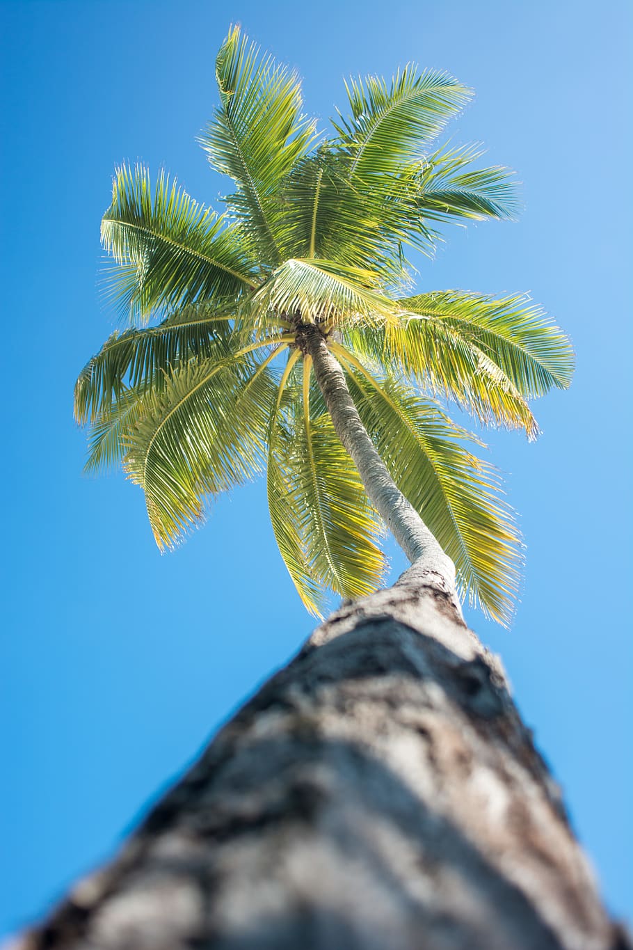 green coconut palm tree, sky, low angle view, tropical climate HD wallpaper