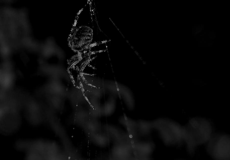 spider, web, night, black, dew, arachnid, close-up, arthropod HD wallpaper