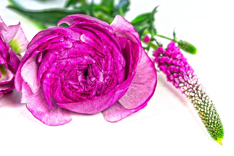 ranunculus, blossom, bloom, spring, nature, plant, white, pink HD wallpaper