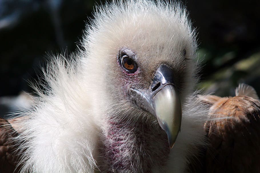 bird, feathers, beak, vertebrate, animals in the wild, animal wildlife HD wallpaper
