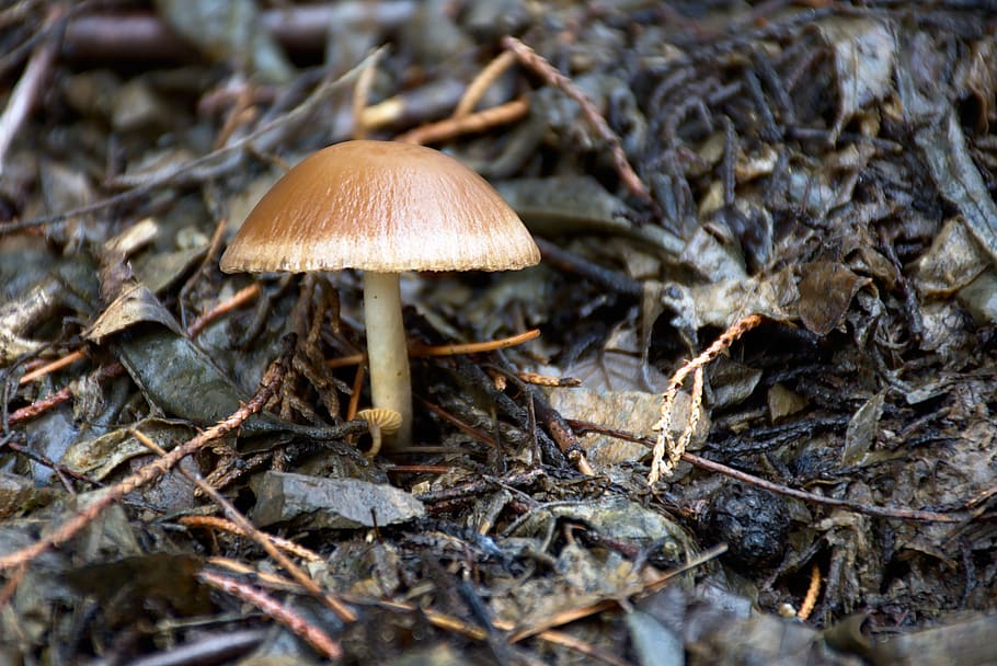 brown mushroom, fungus, vegetable, food, land, growth, close-up HD wallpaper