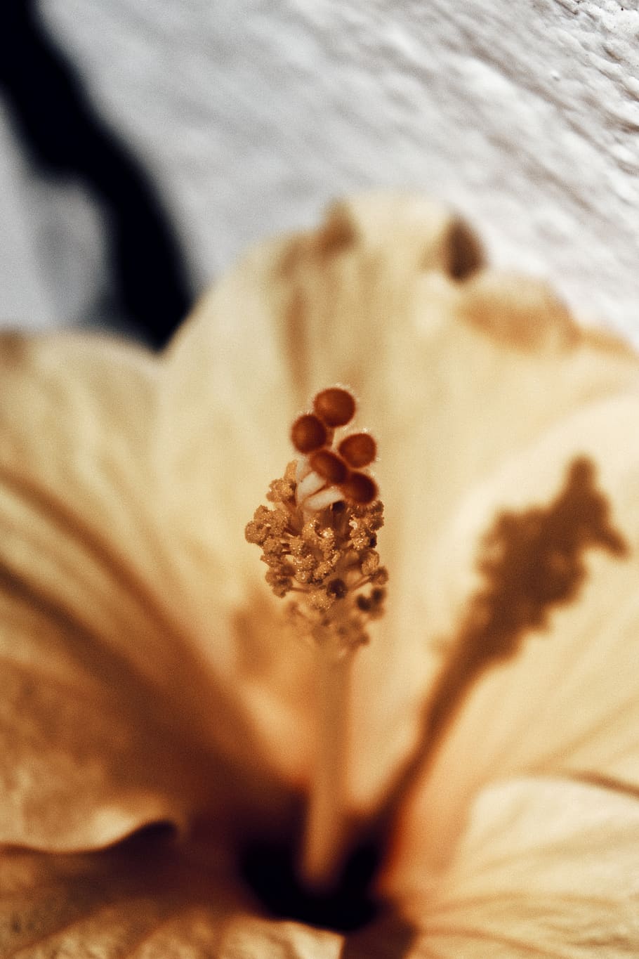 close-up, flowering plant, selective focus, pollen, vulnerability HD wallpaper
