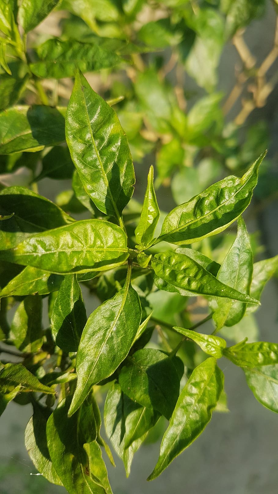 green chilli tree, green tree, new green tree, green color HD wallpaper