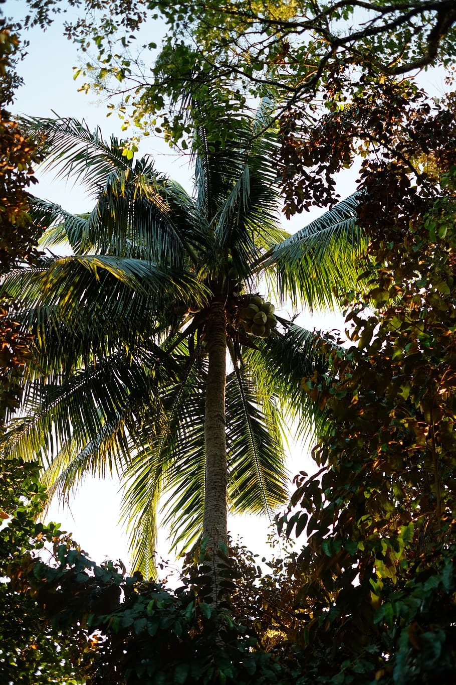 green coconut tree during daytime, plant, growth, low angle view HD wallpaper