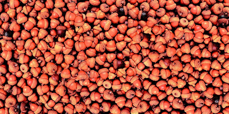 fruit, oak, background, texture, nature, full frame, backgrounds HD wallpaper