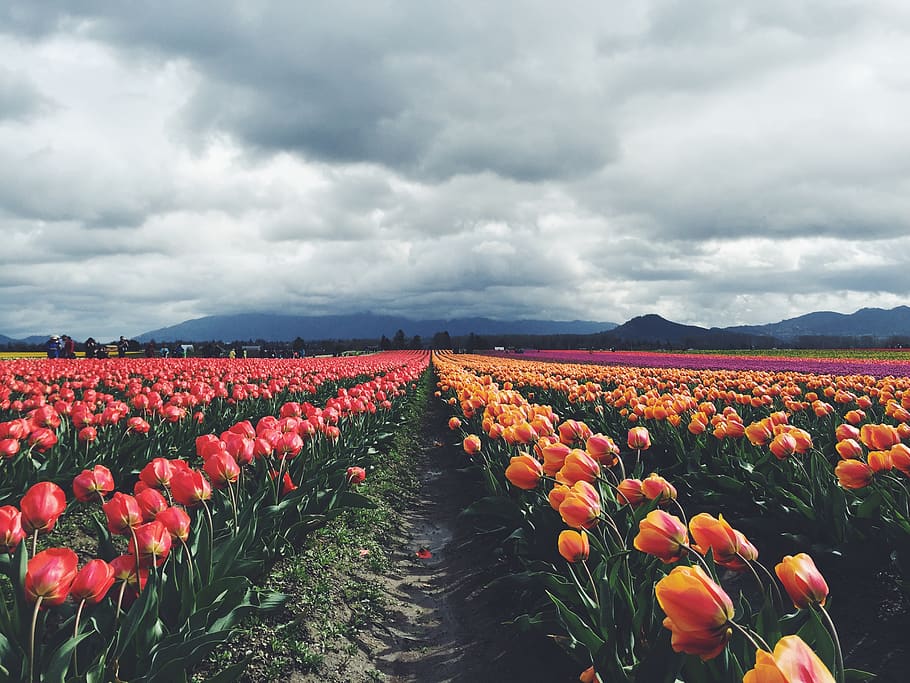 cloud, pnw, field, flower, tulip, sky, cloud - sky, beauty in nature HD wallpaper