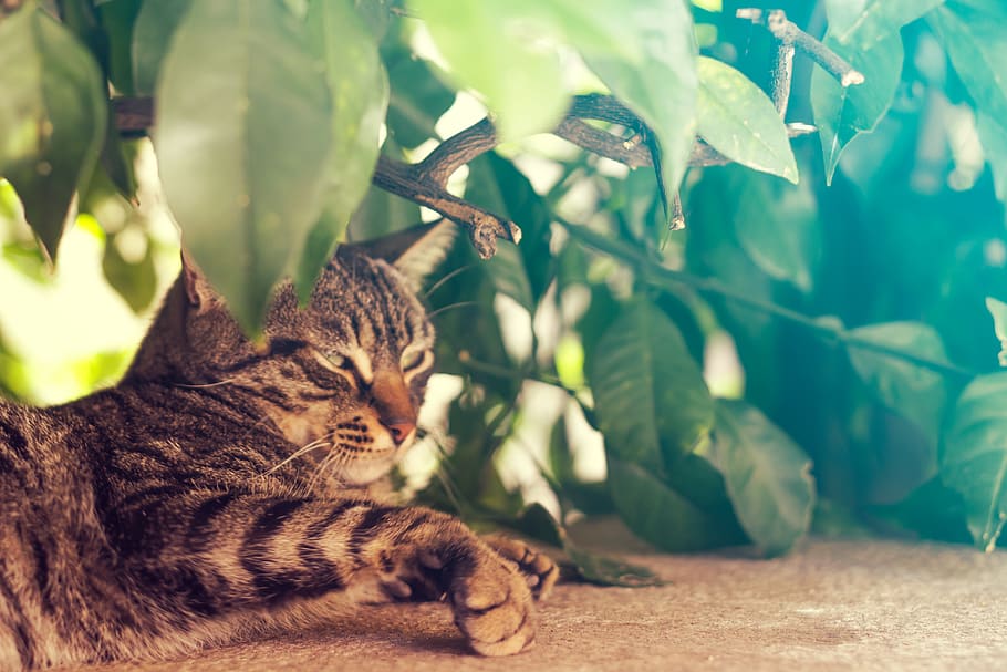 tree, plant, green, leaf, cat, hiding, pet, animal, outdoor HD wallpaper