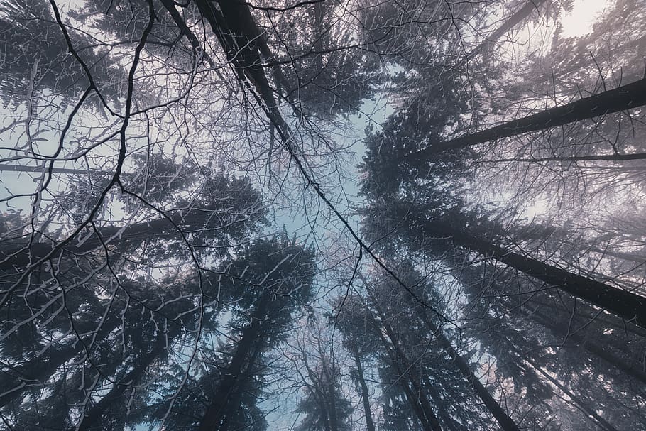 view, trees, light, day, cloudy, clouds, nature, forest, colors HD wallpaper