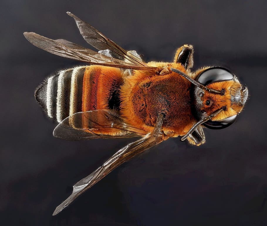close, closeup, bee, animal, nature, insect, fly, invertebrate HD wallpaper