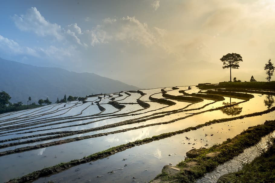 rice field, nature, landscape, season, transplanted rice, terraces