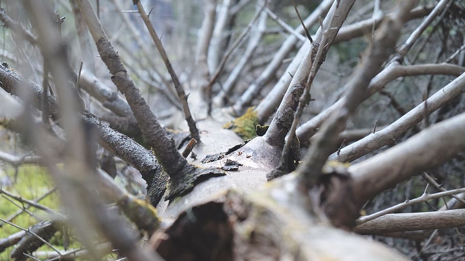 dead, tree, wood, fallen, dry, fire, plant, land, forest, nature HD wallpaper
