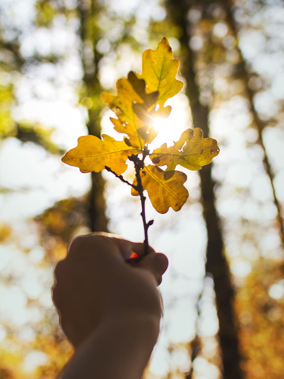 person holding yellow leaf, plant, germany, tree, light, sunlight HD wallpaper