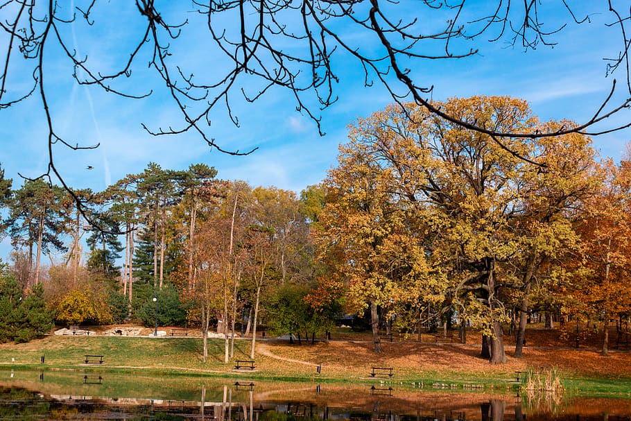 daylight, sunny, leafs, blue sky, colors, autumn, fall, park HD wallpaper