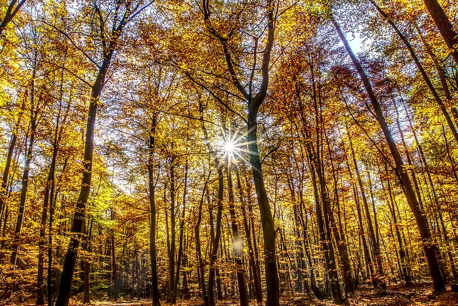 forest, autumn, mood, backlighting, dazzling star, tree, leaves HD wallpaper
