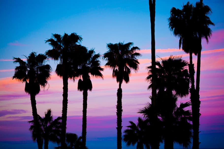 Silhouette Photo of Trees, clouds, coconut trees, golden hour HD wallpaper
