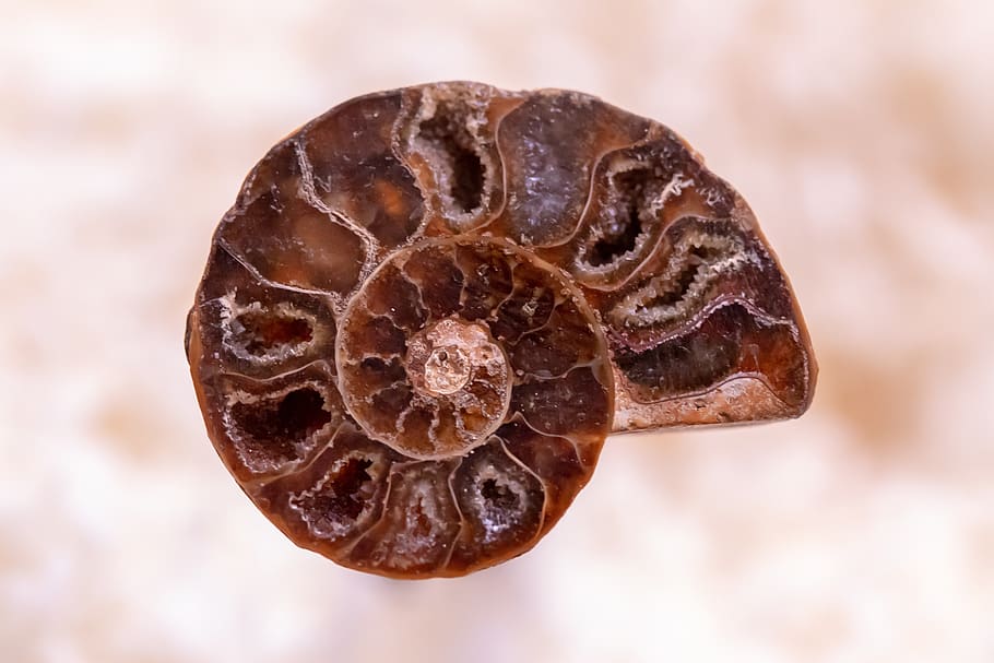 snail, petrified, spiral, shell, jewellery, macro, close up HD wallpaper