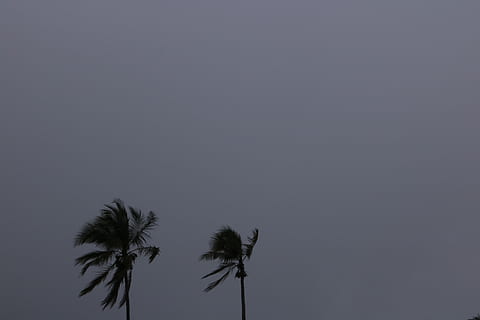 palms, sky, storm, minimal, rain, grey, moody, dark, shadow HD wallpaper