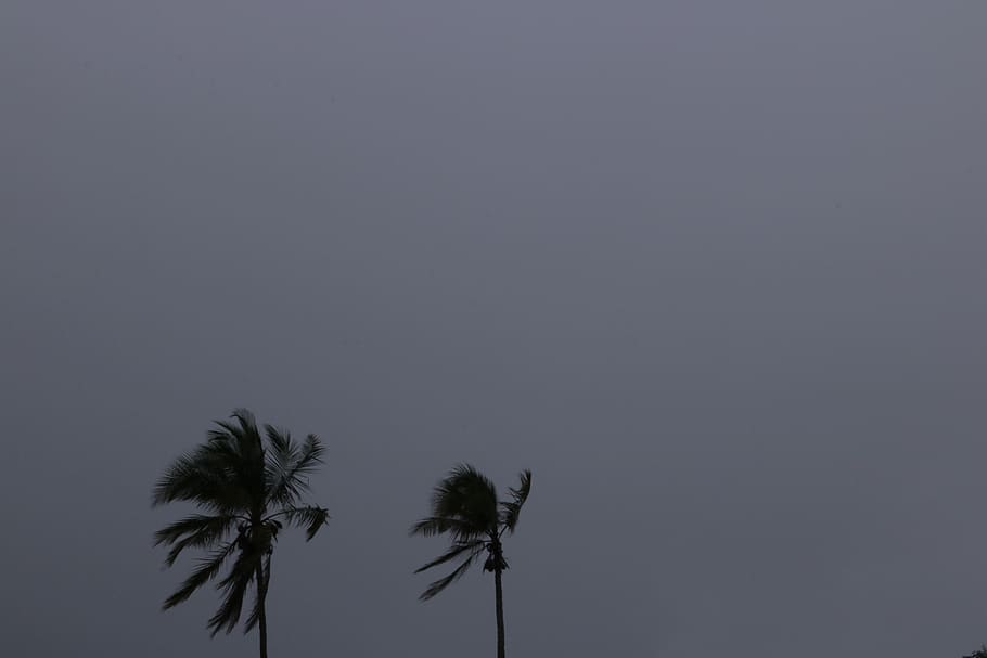 palms, sky, storm, minimal, rain, grey, moody, dark, shadow HD wallpaper
