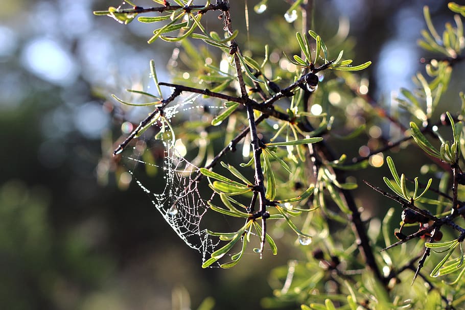 web, branches, leaves, bokeh, tree, green, nature, plant, focus on foreground HD wallpaper