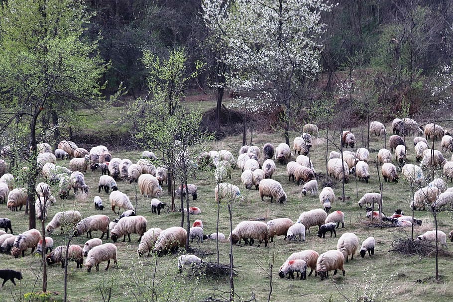 sheepfold, berger, occupation, lamb, rural, romania, ram, pastoral, HD wallpaper