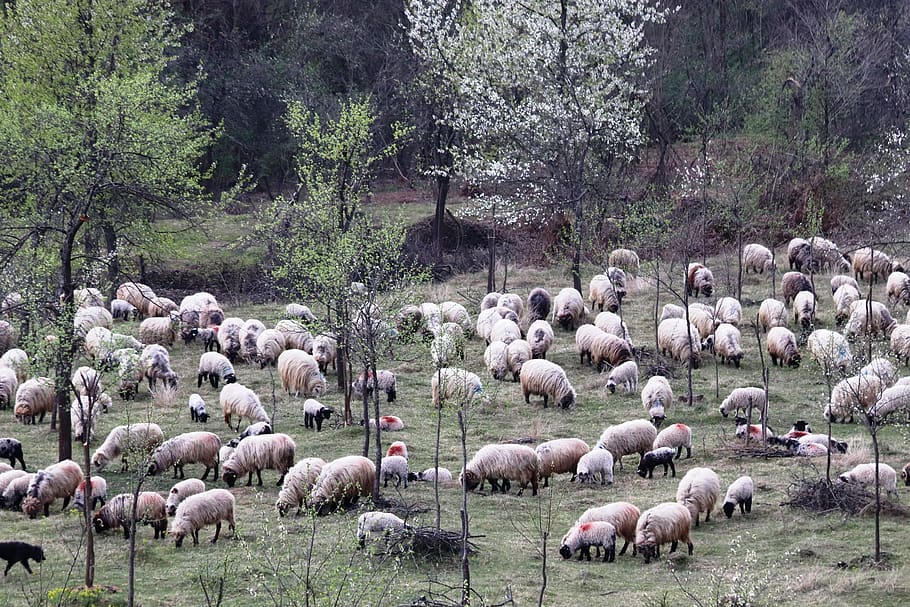 sheepfold, berger, occupation, lamb, rural, romania, ram, pastoral HD wallpaper