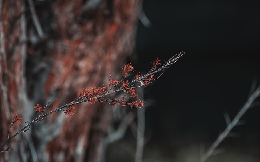 leaf, dead, manuka, twig, nature, plant, tree, branch, close-up HD wallpaper