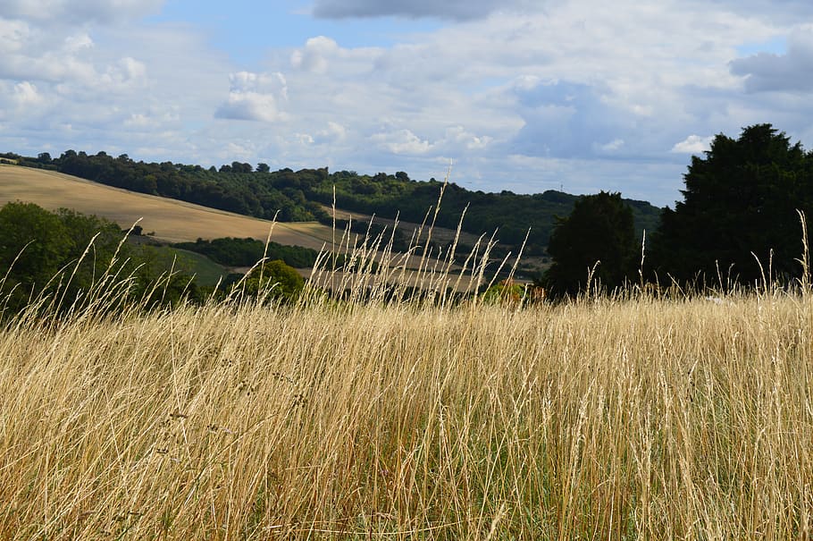 field, grass, sky, clouds, blue, landscape, outdoor, rural, HD wallpaper