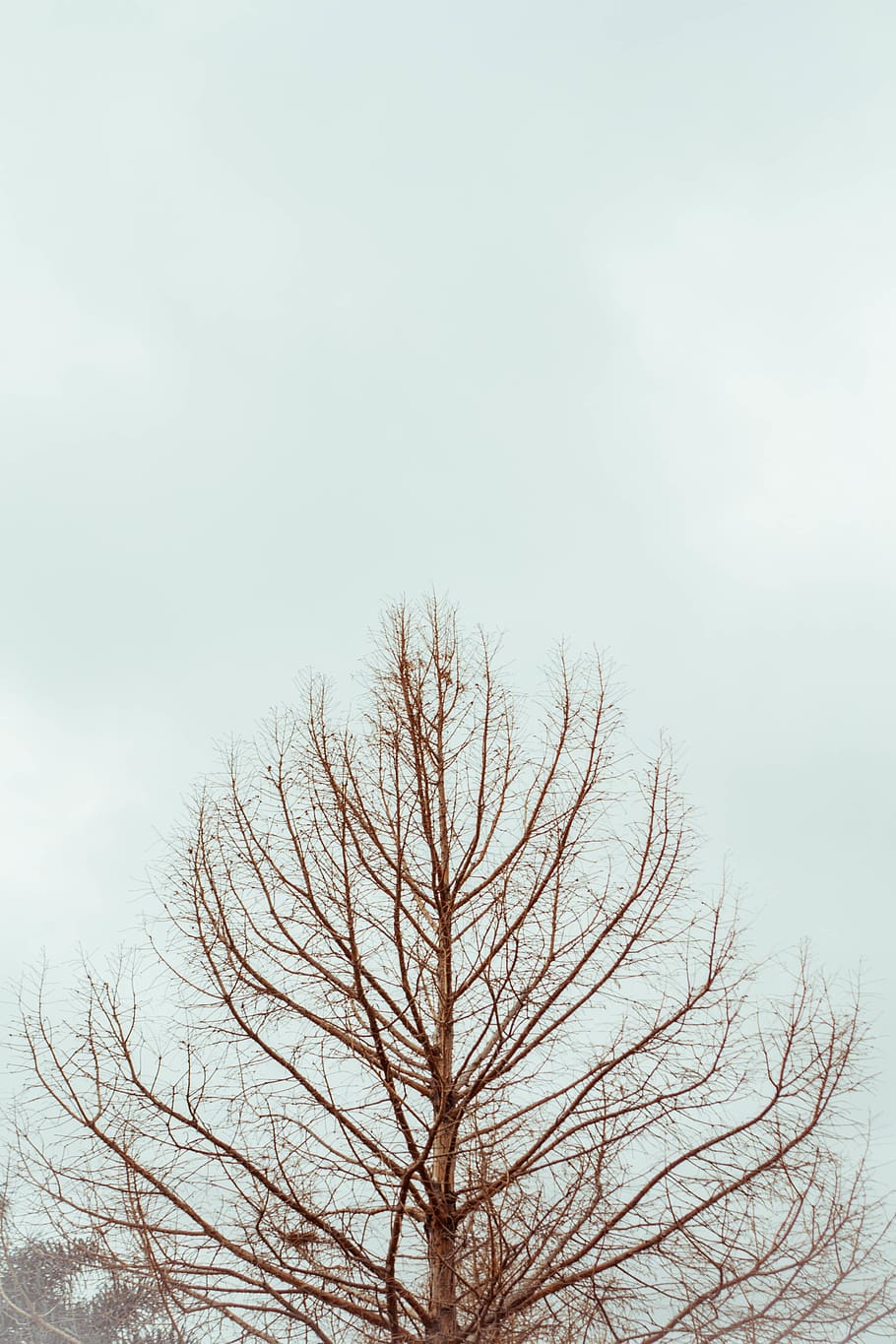 tree, uruguay, montevideo, nature, white, winter, bare tree HD wallpaper