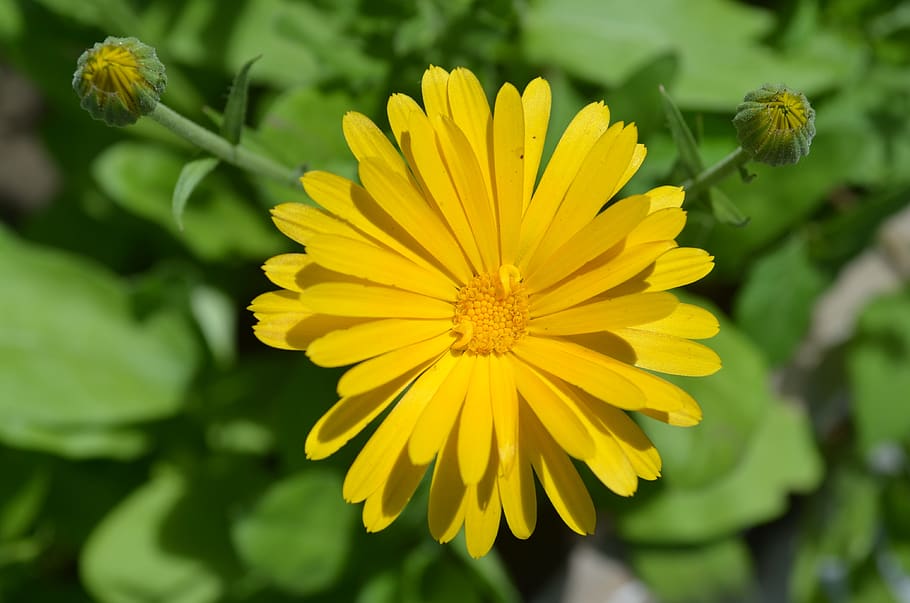 calendula, flower, orange, summer, nature, garden, gardening HD wallpaper