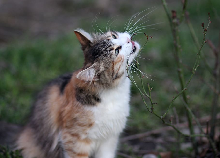 cat, eating, coloring, pet, about, animal themes, one animal HD wallpaper