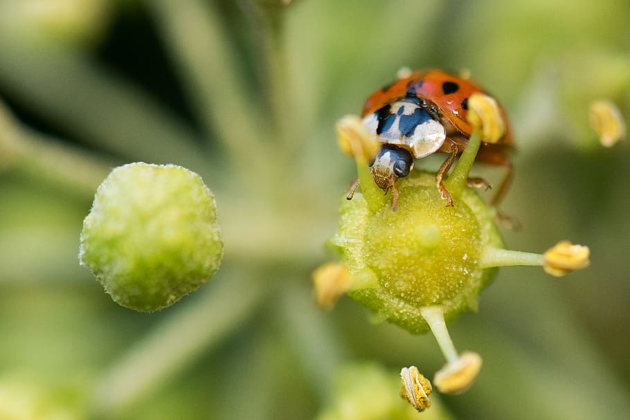 ladybug, macro, autumn, nature, animal themes, plant, animal wildlife HD wallpaper