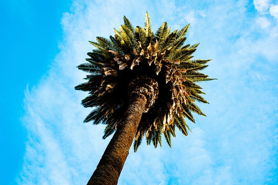 tree, palmtree, sky, clouds, sacramento, color, film, wallpaper HD wallpaper