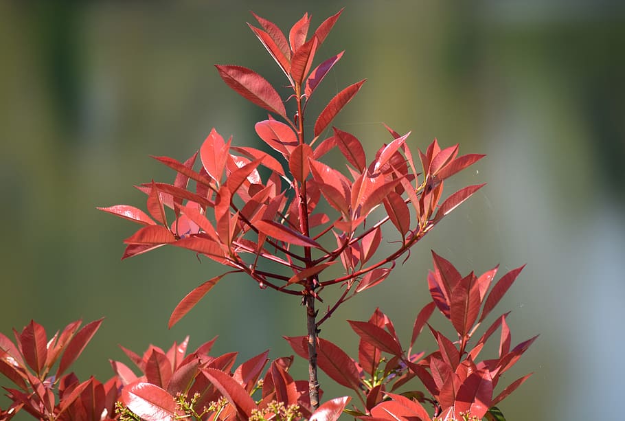 green, red, texture, plants, plant part, leaf, growth, focus on foreground, HD wallpaper