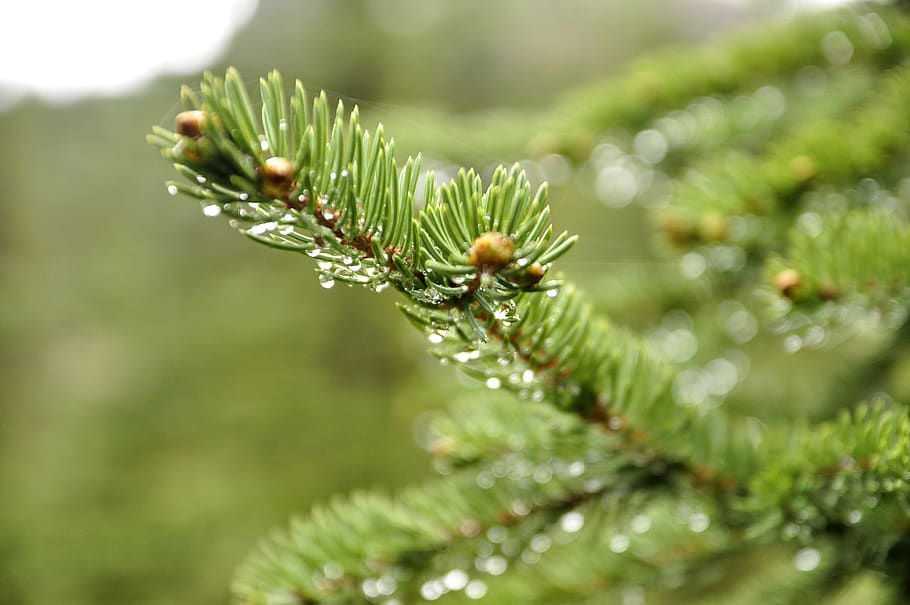 fir tree, branch, rain, nature, focus, blur, detail, plant HD wallpaper