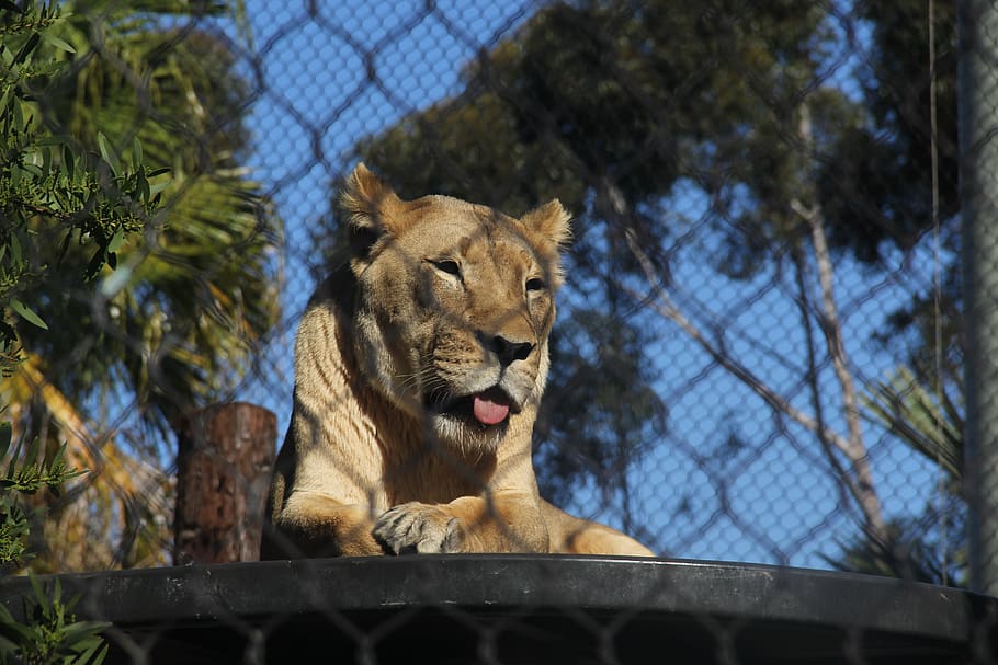 lion, animal, mammal, animal themes, one animal, animal wildlife HD wallpaper