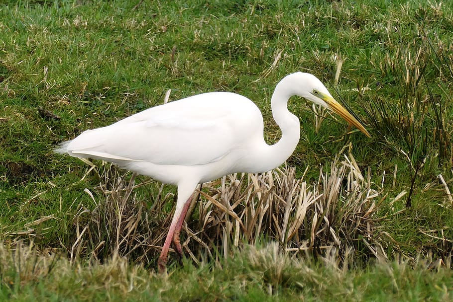 white heron, grass, ditch, herons, only, neck, beak, feather HD wallpaper