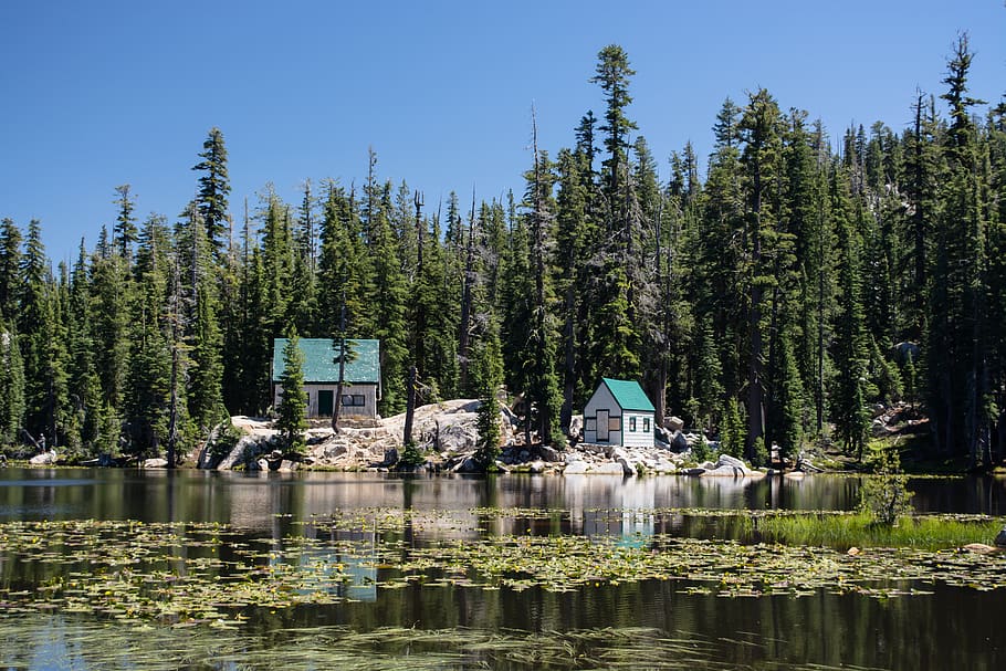 mosquito lake, california, hwy 4, tree, plant, water, reflection