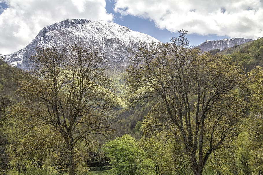 spain, felechosa, trees, mountains, forest, beeches, snow, plant HD wallpaper