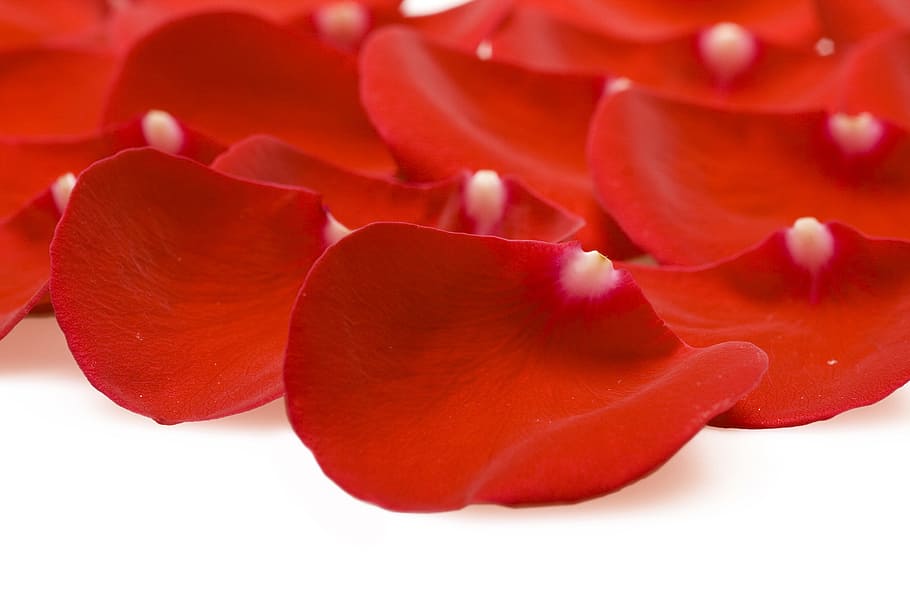 con2011, flower, fresh, gift, isolated, pedal, petal, photo HD wallpaper