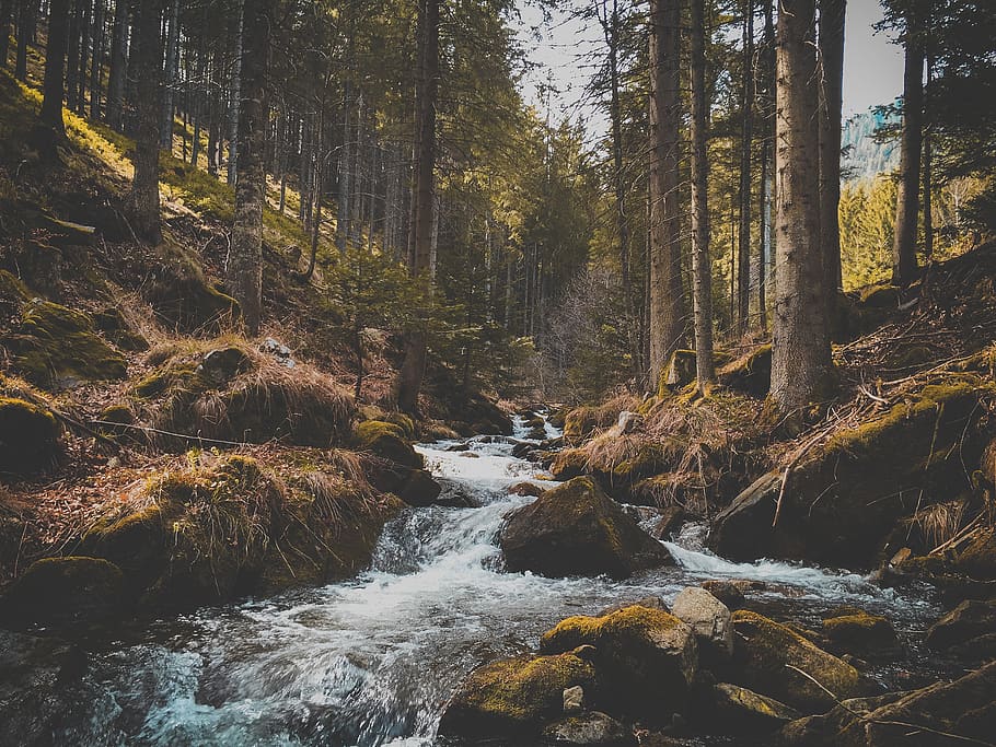 forest, creek, trees, plant, water, beauty in nature, land HD wallpaper
