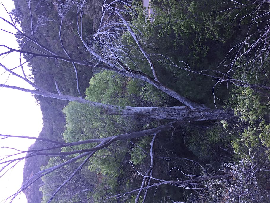 forest, dead tree, snag, plant, no people, growth, nature, land HD wallpaper