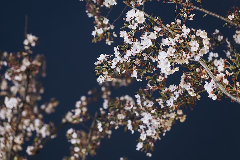 white-petaled flowers, flowering plant, fragility, beauty in nature HD wallpaper