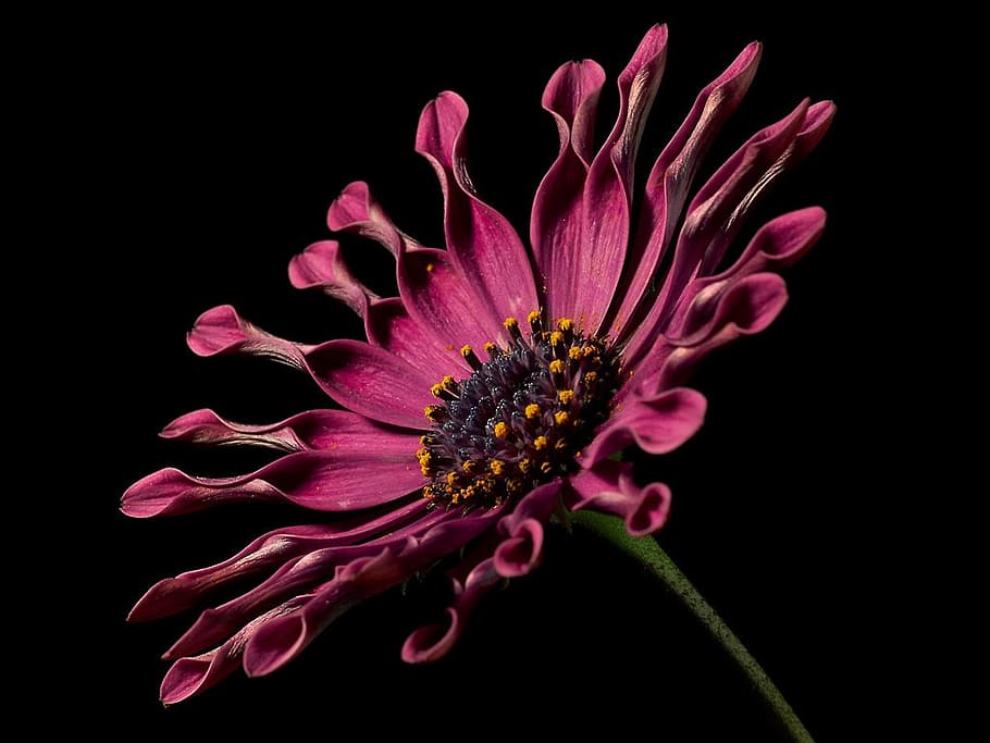 Red Spoon Daisy Close-up Photography, bloom, blossom, flora, flower HD wallpaper