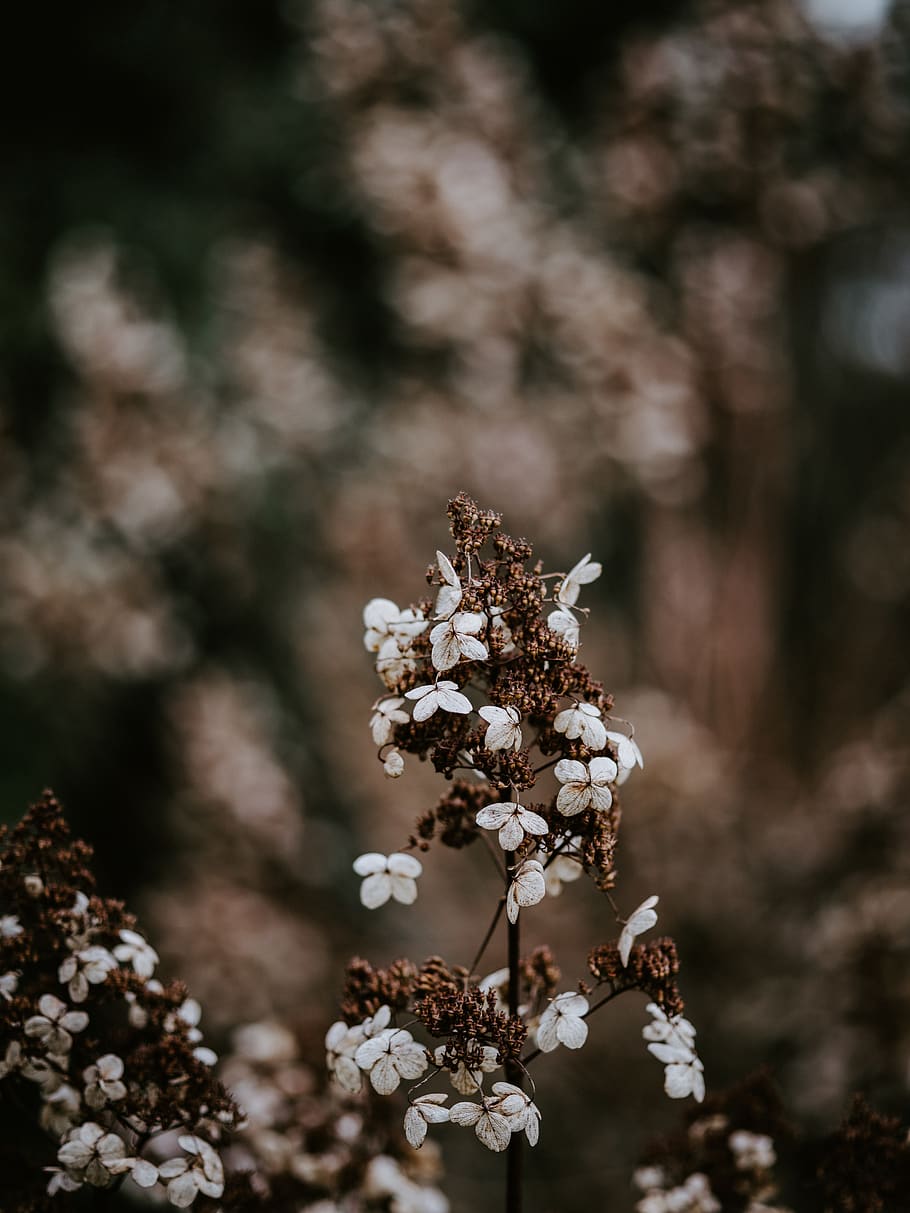 white-petaled flower, plant, blossom, sweets, confectionery, food HD wallpaper