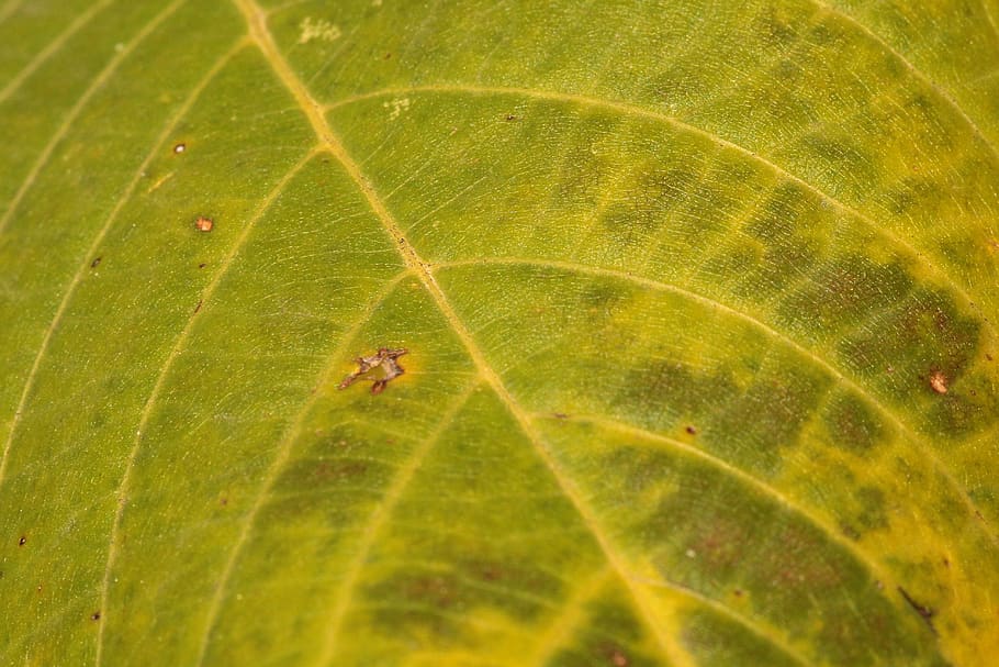 czechia, choceradská, plant part, leaf, green color, nature HD wallpaper