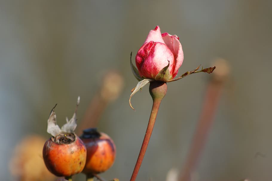 autumn, bud, bloom, flora, flowers, buds, rosa, nature, freshness HD wallpaper