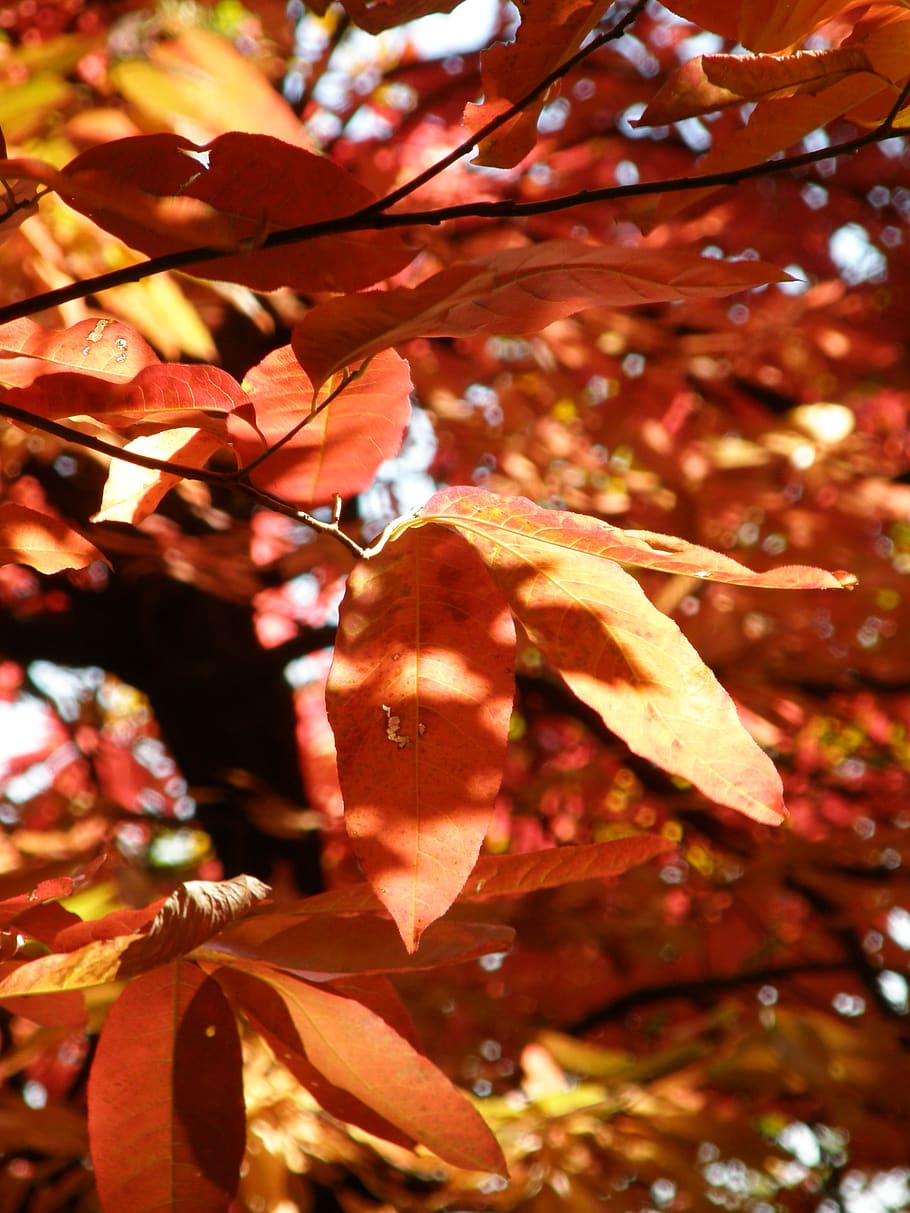 autumn, fall, leaves, red, foliage, seasons, seasonal, winter, HD wallpaper