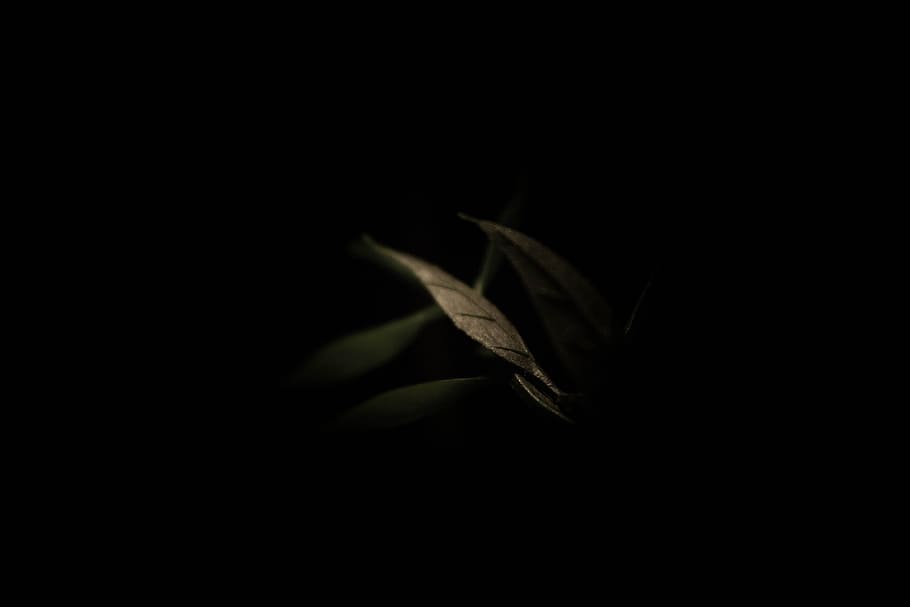 night, dark, black, tree, branch, keaf, leafe, flora, decor HD wallpaper