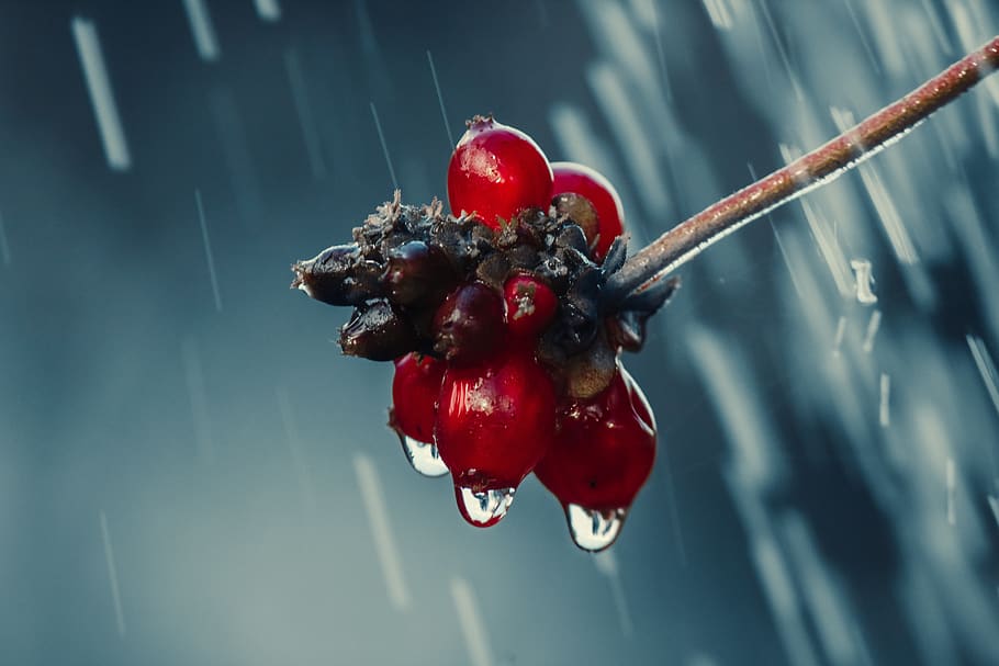 holly, drip, rain, leaf, wet, raindrop, nature, drop of water HD wallpaper